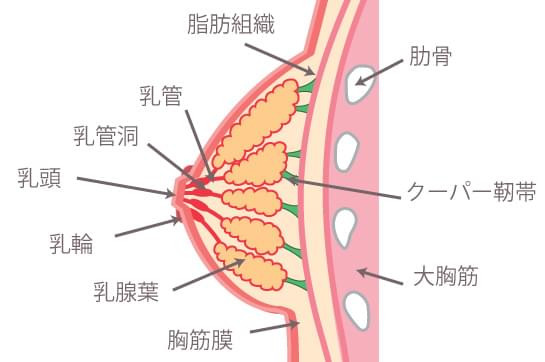 乳房の図