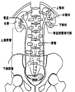 腎臓・尿管・膀胱の解剖図のイラスト